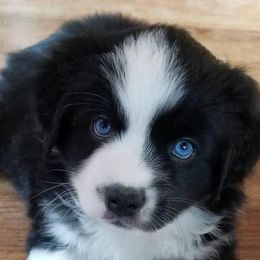 Miniature Australian Shepherds from Klatt's Mini Aussies