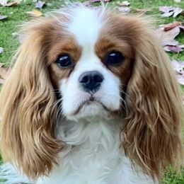 Cavalier King Charles Spaniel All Grown Up from Kristin's Cavaliers