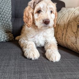 . - Tri-color female Labradoodle puppy in Lubbock, Texas from Lucky Labradoodles