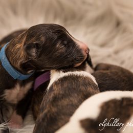 Silken Windhound Puppies from Amethyst Silken Windhounds