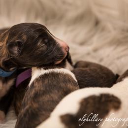 Silken Windhound Puppies from Amethyst Silken Windhounds