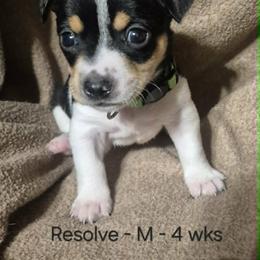 Resolve - White and black male Teddy Roosevelt Terrier puppy in Murray, Kentucky from Froschwald German Shepherds and Xanadu Teddy Roosevelt Terriers