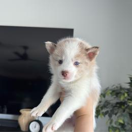 Paisley - Lavender female Pomsky puppy in Goodyear, Arizona from Velvet Pomskies