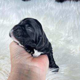 Black based boy - Black male Cocker Spaniel puppy in Oregon from Doc's Cockers