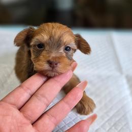 Chyna's Boy 3 - Chocolate, tan and white male Yorkshire Terrier puppy in Aiken, South Carolina from Sio's Yorkies