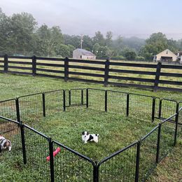 Russell Terrier Puppies from Norvell Kennels