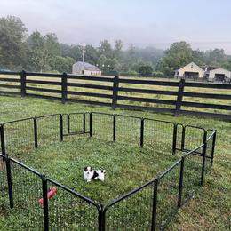 Russell Terrier Puppies from Norvell Kennels