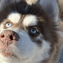 Pomskies and Poodles from Nini sunflowers