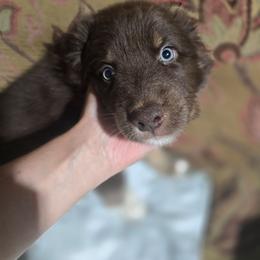 Jupiter RTM - Red tri-color male Australian Shepherd puppy in Rainsville, Alabama from Chaparro Farm