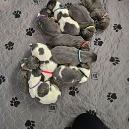 Girl2 - White and gray female Newfoundland puppy in Ohio from Vermillion Newfoundlands