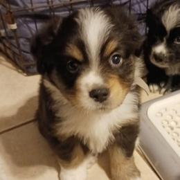 Gray - Black tri male Miniature Australian Shepherd puppy in Middleburg, Florida from Dog Father Kennels