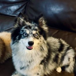 Bluey - Pomsky