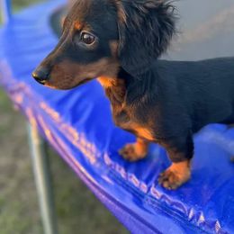 Dachshund All Grown Up from Mini Doxies Love