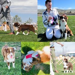 Squishy - Miniature American Shepherd