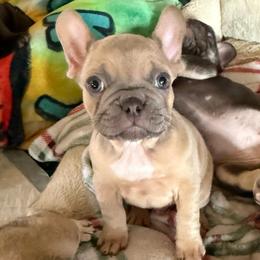 Alfredo has OFA Parents - Fawn male French Bulldog puppy in Billings, Montana from Yellowstone Frenchies