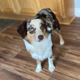 Penny - Toy Australian Shepherd