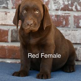 Red Female - Chocolate female Labrador Retriever puppy in Mississippi from Sure Shot English Labs