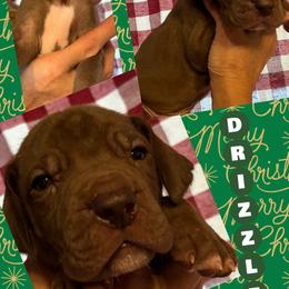 DRIZZLE - Chocolate male Great Dane puppy in Wellsville, New York from Prophecy Danes