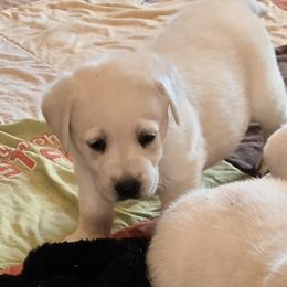 Aspen - Yellow female Labrador Retriever puppy in Gaffney, South Carolina from Circle D Farms