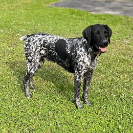 Ivy - German Shorthaired Pointer
