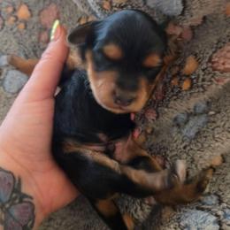 Louis (Louie) - Black and gold male Yorkipoo puppy in Duncan, South Carolina from Sonshine Yorkies