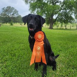 Artemis  - Labrador Retriever