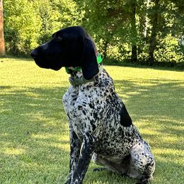 Maizie - German Shorthaired Pointer