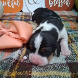 Magnolia - Black brown and white female Basset Hound puppy in Farmerville, Louisiana from Hancock House of Basset Hounds & Mini Dachshunds