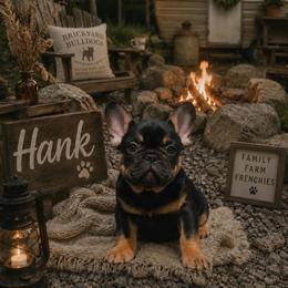 French Bulldog Puppies from Brickyard Bulldogs