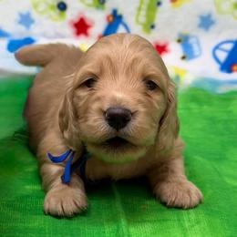 Dreamy - Cream male Dachshund puppy in Murfreesboro, Tennessee from Kimbrie's Dream Cream Doxies