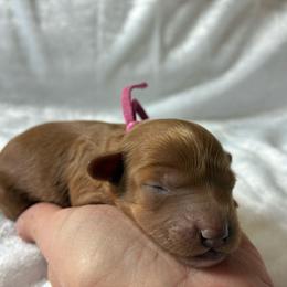 Kanga - Red female Cockapoo puppy in Adrian, Oregon from ApplebyFarm