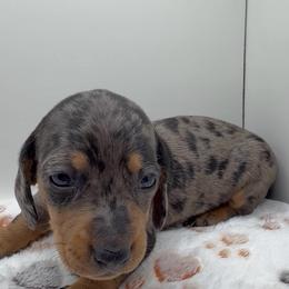 Girl 1 - Dapple female Dachshund puppy in Bakersfield, California from KC Doxies