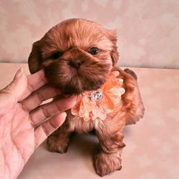 Grace - Red female Shih Tzu puppy in Port Orchard, Washington from Buttons N Bows