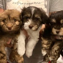 Havanese Puppies from Cloud 9 Havanese