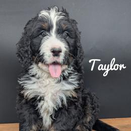 Taylor - Tri-color female Bernedoodle puppy in Lancaster, Minnesota from Richardville Hunde