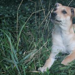 Carolina Dog Puppies from Williams Sweet Carolina