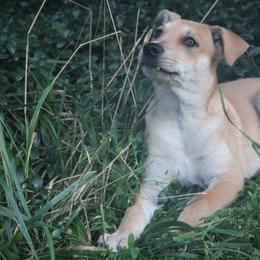 Carolina Dog Puppies from Williams Sweet Carolina