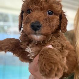 Purdy boy 2 - Red  male Poodle puppy in Haines City, Florida from Camic Cockapoos