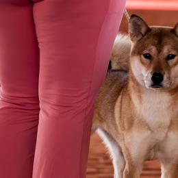 Kishu Kens and Shikoku Kens from Kiseki No Yama