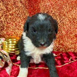 Maude - Black and white female Aussiedoodle puppy in Marshall, Arkansas from Buffalo River Puppies