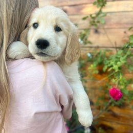 Boy 3 - Golden male Golden Retriever puppy in Murfreesboro, Tennessee from ATW Retrievers