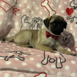 Pug Puppies from Berg Family