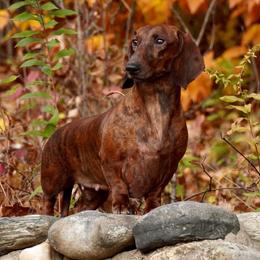 Hela - Dachshund