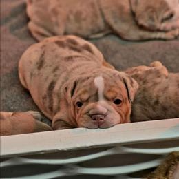 Girl 2 red collar - Chocolate tri-color female Bulldog puppy in Lewisberry, Pennsylvania from Salted Rim Corgis