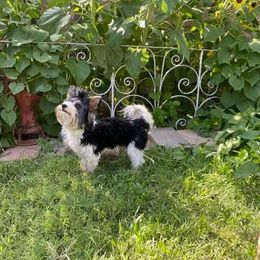 Dominic Danger - Biewer Terrier