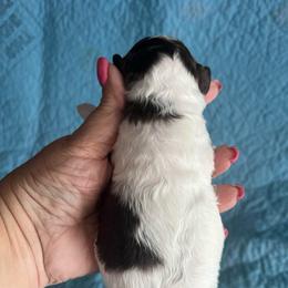 Mercury, brown and white parti - Parti male Poodle puppy in Winter Haven, Florida from Herdez’s Poodles