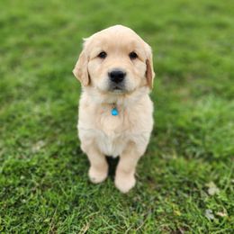 Golden Retriever Puppies from Valley Creek Farm