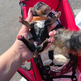 Boy 2 - Black and gold male Yorkshire Terrier puppy in San Diego, California from Rubiez Yorkiez