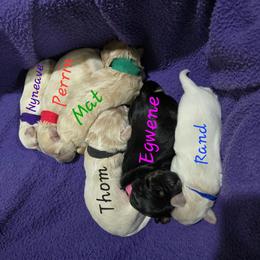 Girl 1 - Black female Australian Labradoodle puppy in Billings, Montana from Doodle Around