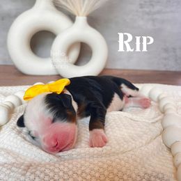 Bernedoodle and Goldendoodle Puppies from Hello Doodle Ranch